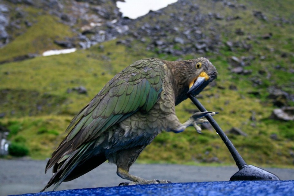 Neuseeland - Milford Sound - Sehr viel Lust auf Gummi ... die Keas