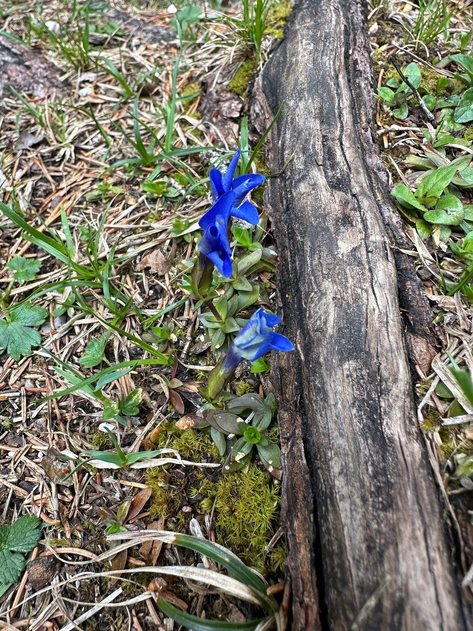 Österreich - Scharnitz - 