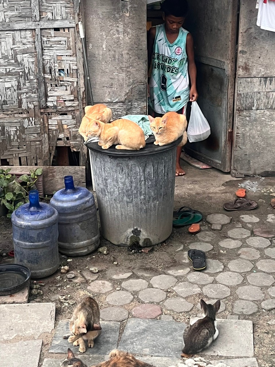 Philippines - Moalboal - We just thought it was weird how there was 3 ginger cats all sitting like this