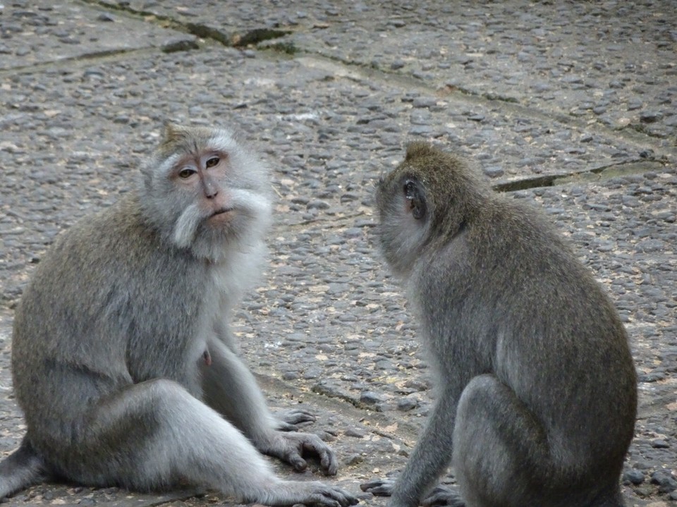 Indonesia - Monkey Forest - 