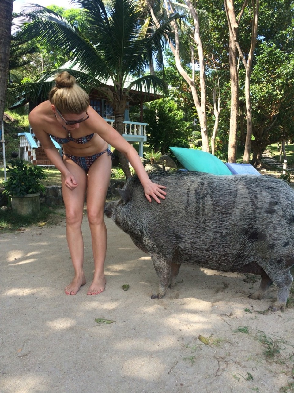 Thailand - Ko Phangan - Die Haustiere werden größer! Hier: Emma unser Hausschwein. Geht sogar schwimmen :-)