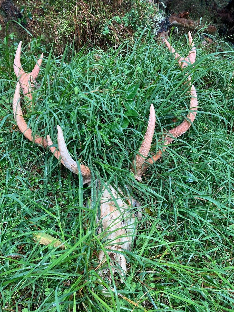 Neuseeland - Tokomaru Bay - 