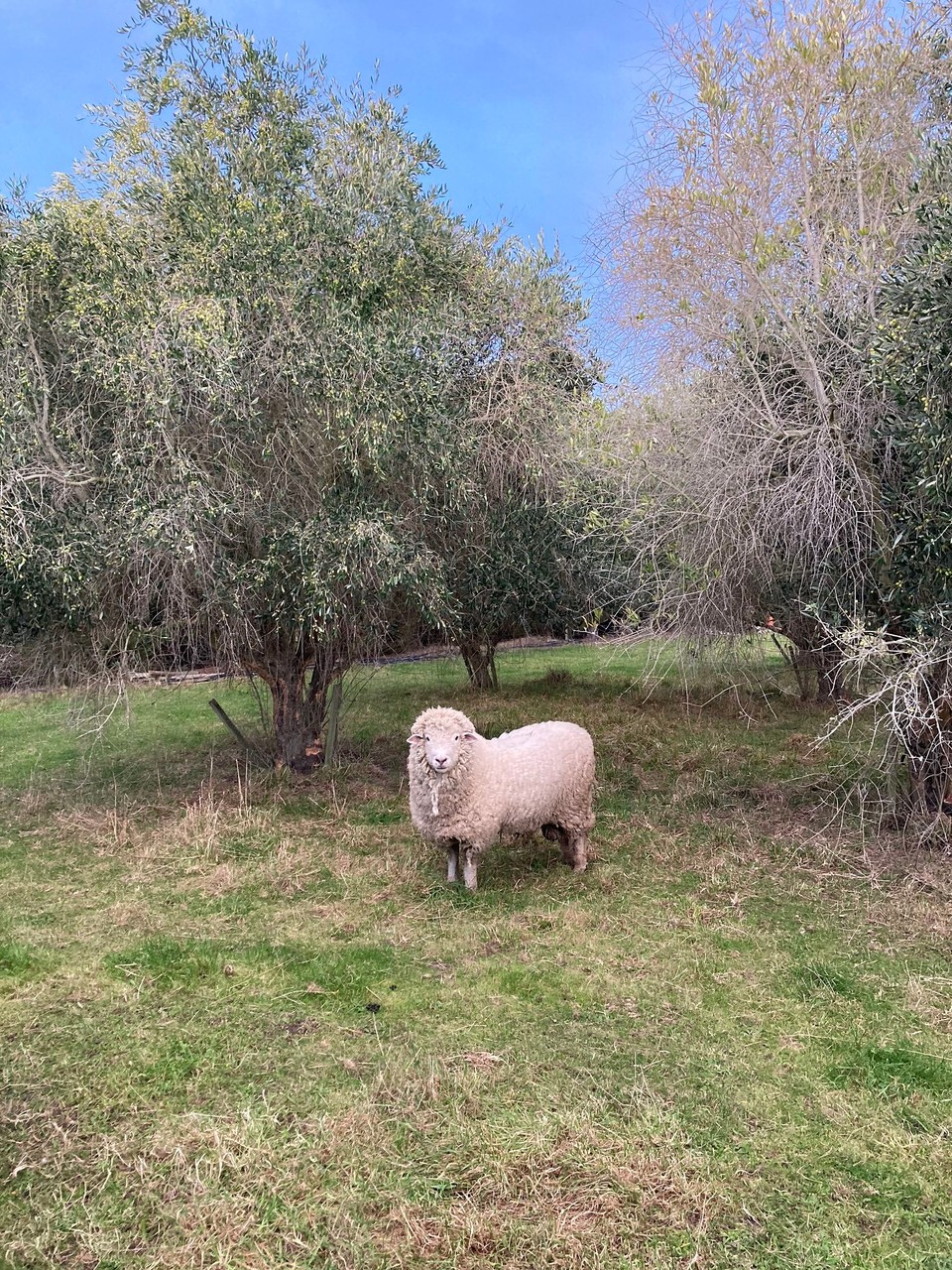 Neuseeland - Ward - Einer unserer Nachbarn 😂