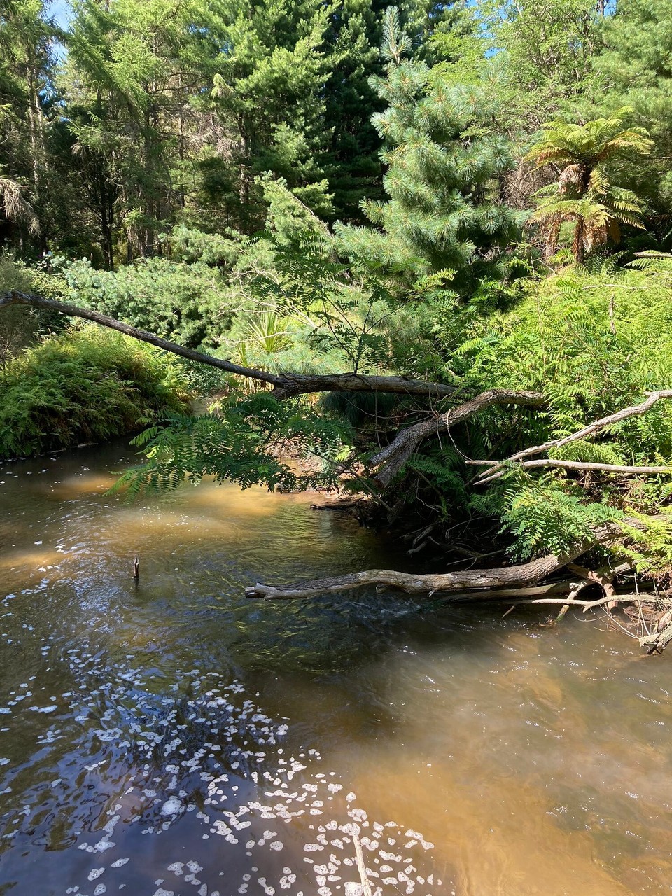 Neuseeland - Reporoa - Kerosene Creek - heiße Quelle 🙃
