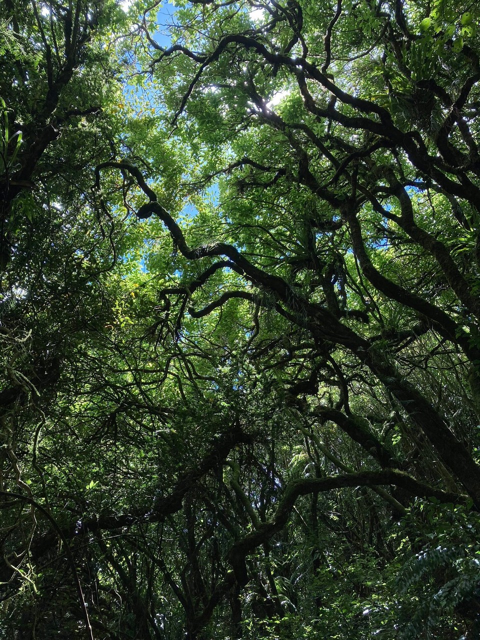 Neuseeland - Eltham - 