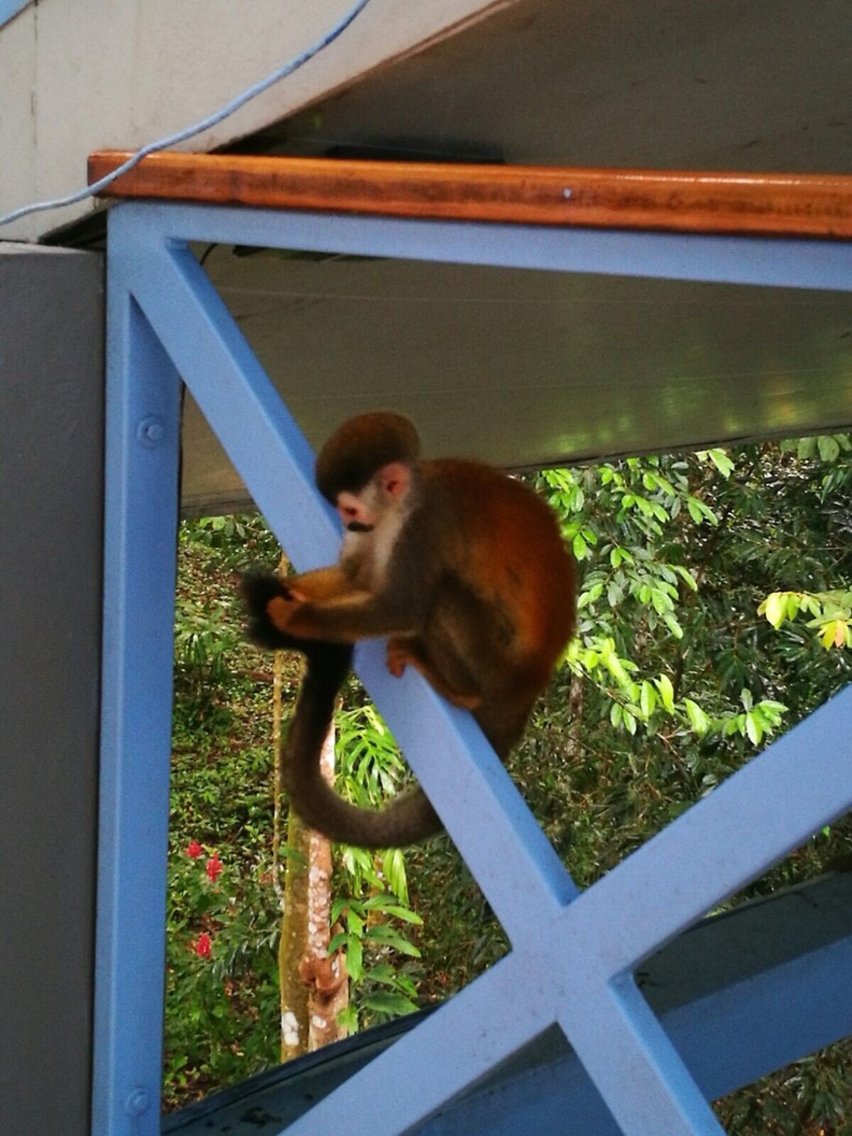 Costa Rica - Aguirre - 