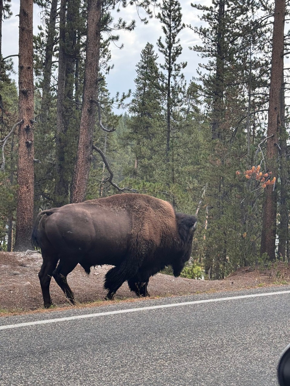 Vereinigte Staaten - Yellowstone National Park - Mier hen einige Tier gsi. Zum eine de Buffalo, wo grad ah de Strass entlang spaziert esch.🦬😊