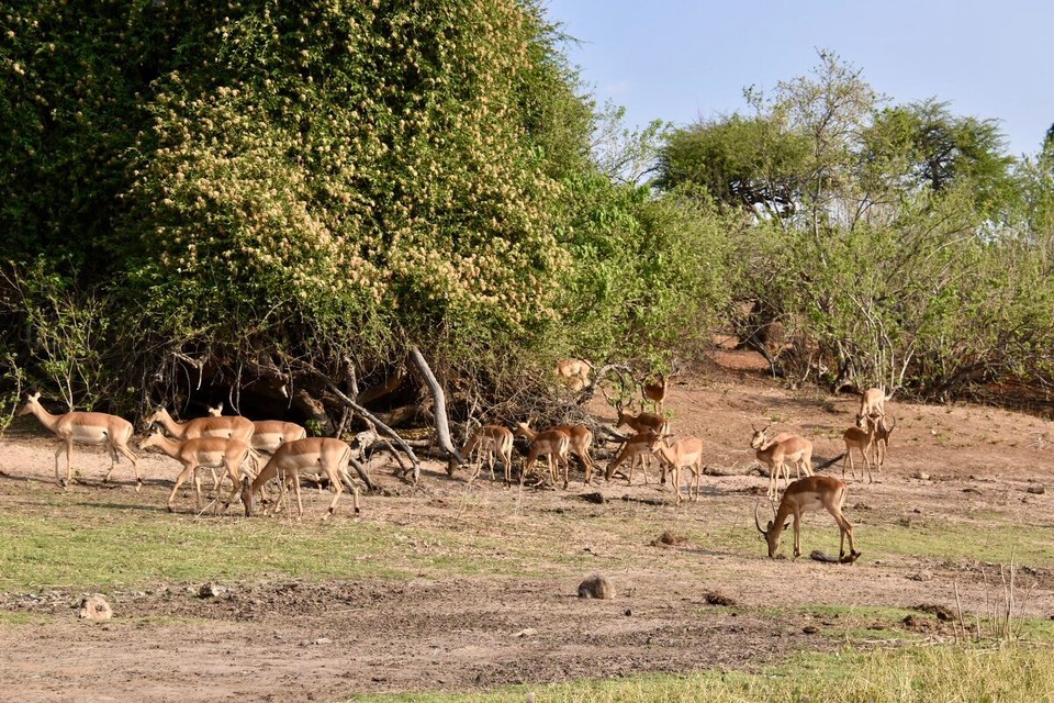 Botsuana -  - Impala