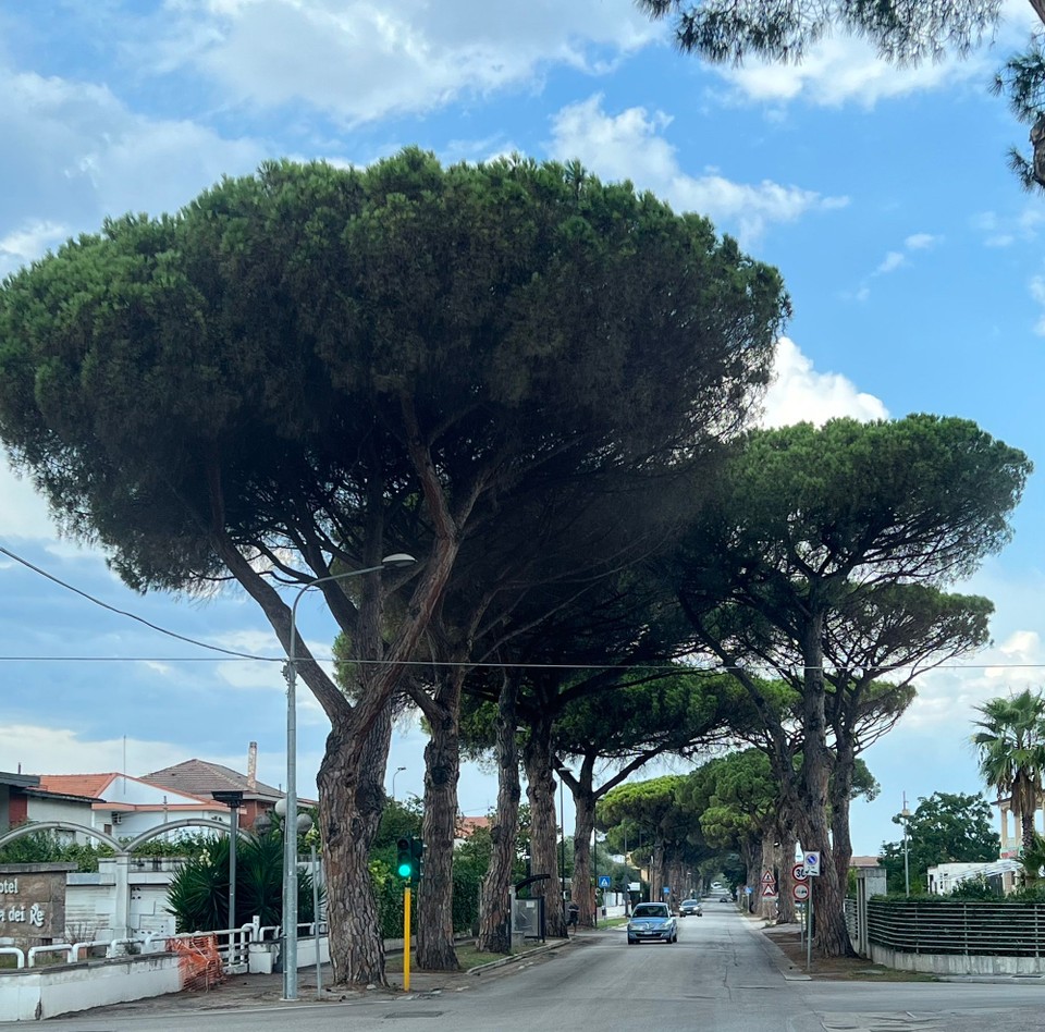 Italien - Capaccio - Wunderschöne Allee🤩
