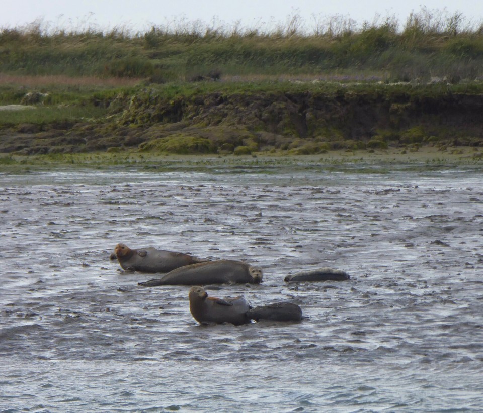 United Kingdom - Southminster - Our destination for the night was Mundon Stone Point in Lawling Creek, Maylandsea where we had the company of Harbour and Grey seals.