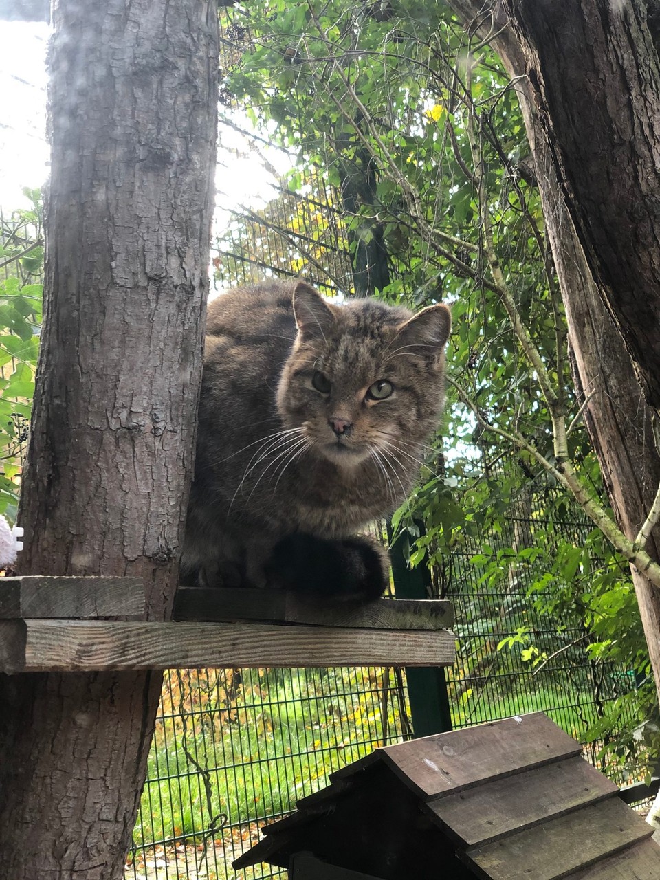 Poland - Gdańsk - Wildcat
