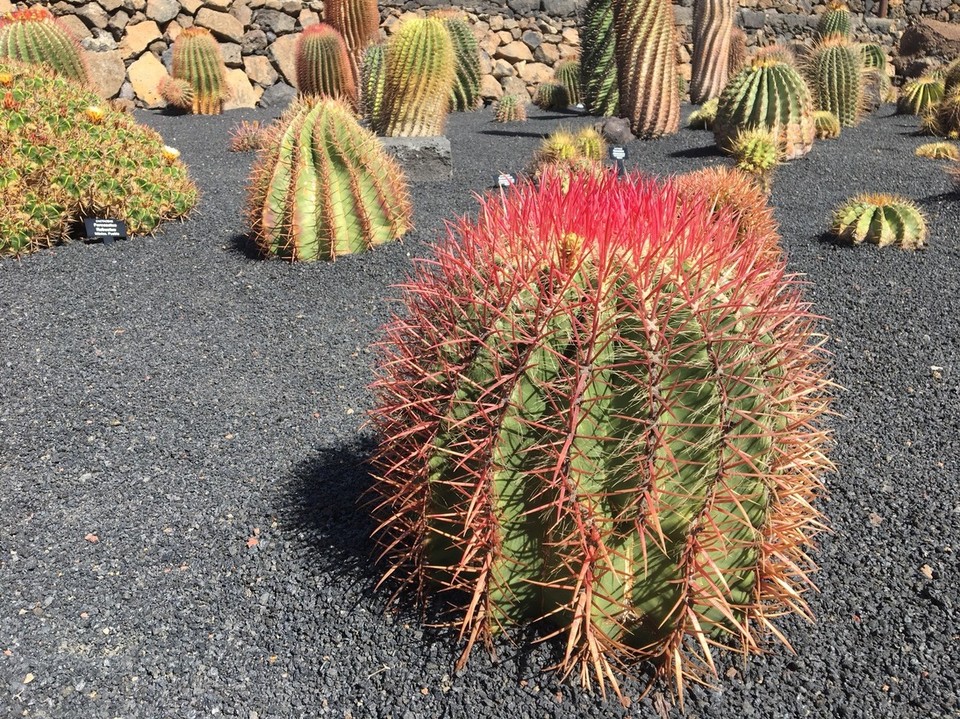  - Jardin de Cactus - Bitte nicht anfassen!