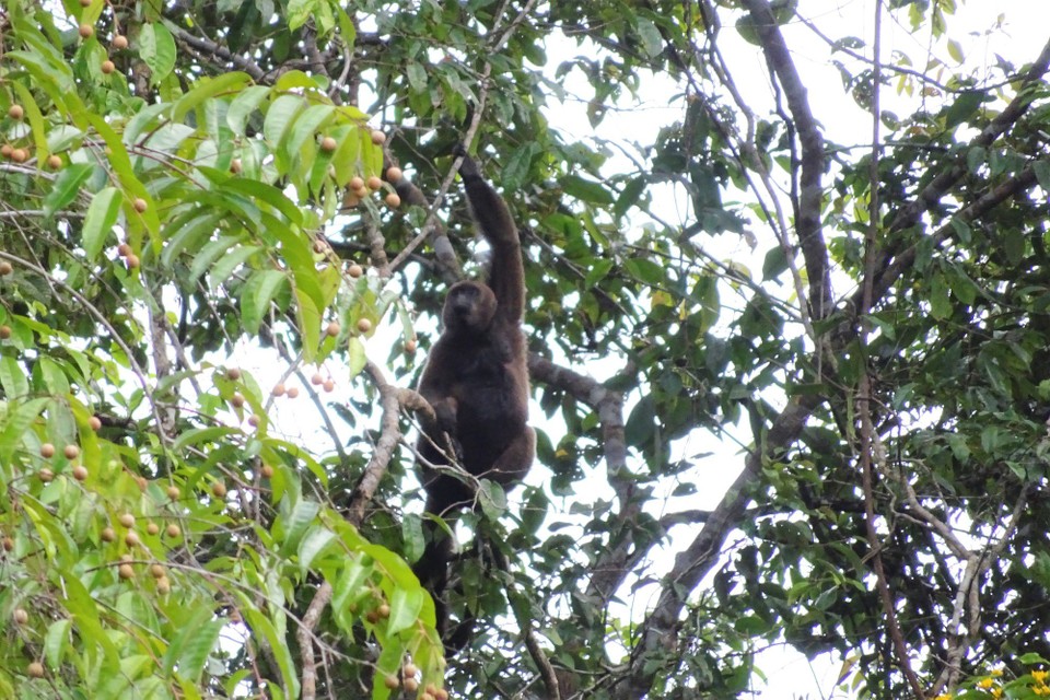 Ecuador - unbekannt - Monkey