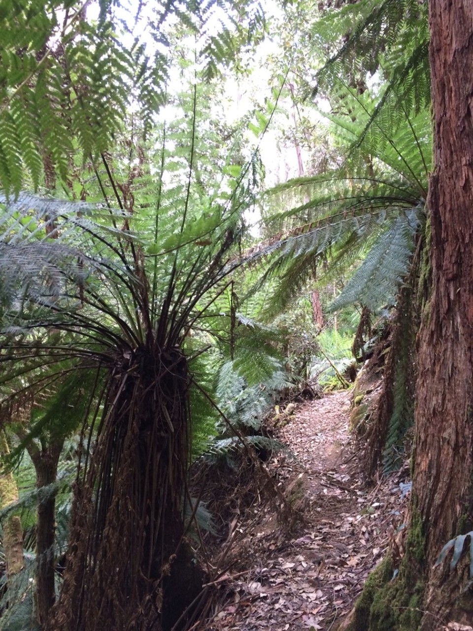Australien - Mount Field National Park - Die Südwestseite hat echte Wildnis. Es gibt eine 15 Tage Raftingtour, am Ende wird man ins Meer gespült, wo ein Wasserflugzeug einen aufgabelt. 