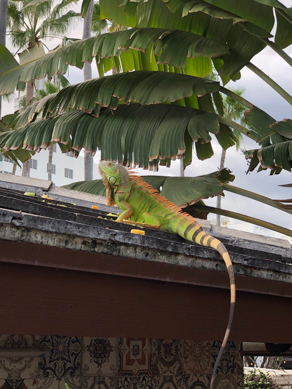 Vereinigte Staaten - Miami Beach - 