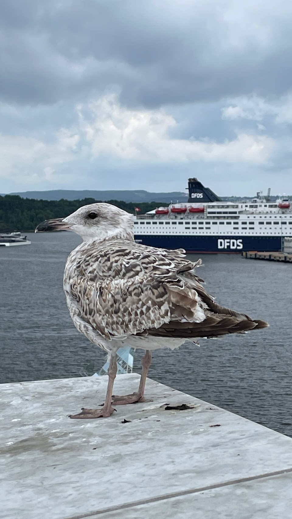 Norwegen - Oslo - 