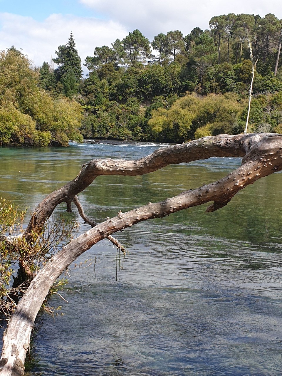 Neuseeland - Taupo - 