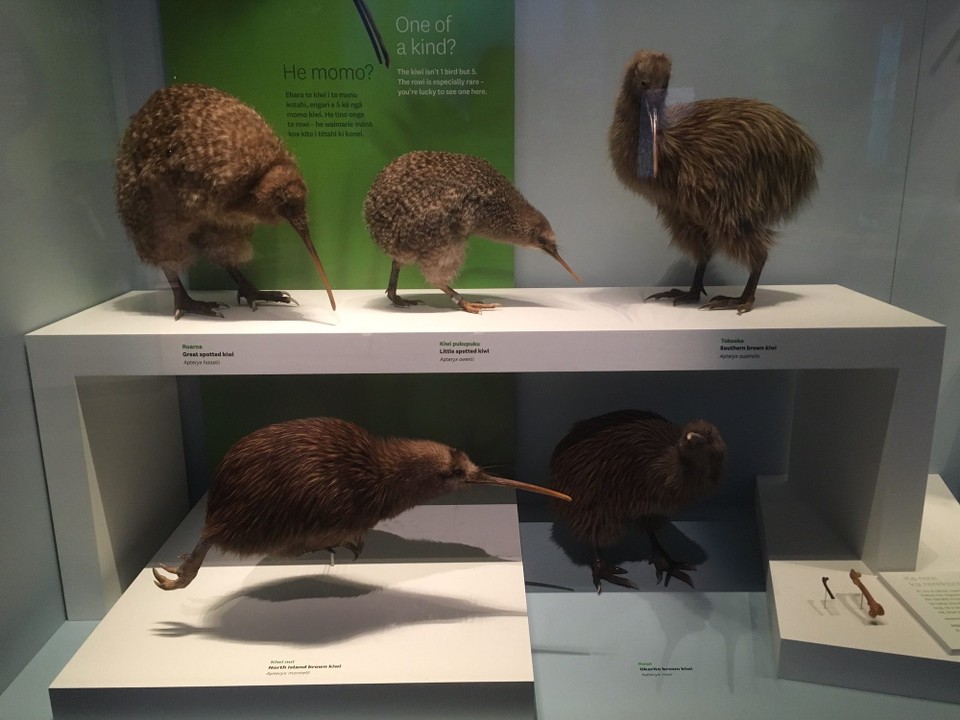 Neuseeland - Te Aro - Im Museum haben wir einen Teil vom 1. Stock gesehen. Das Kiwi-Junge, das wir in Franz Josef gesehen haben, war ein Okarito Kiwi.