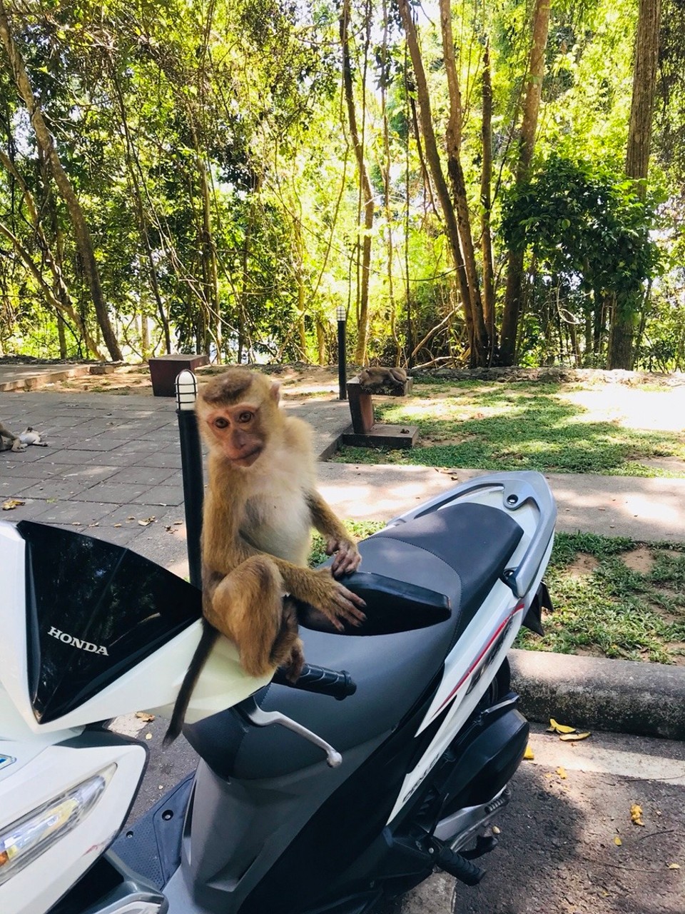 Thailand - Amphoe Mueang Phuket - Monkey hill