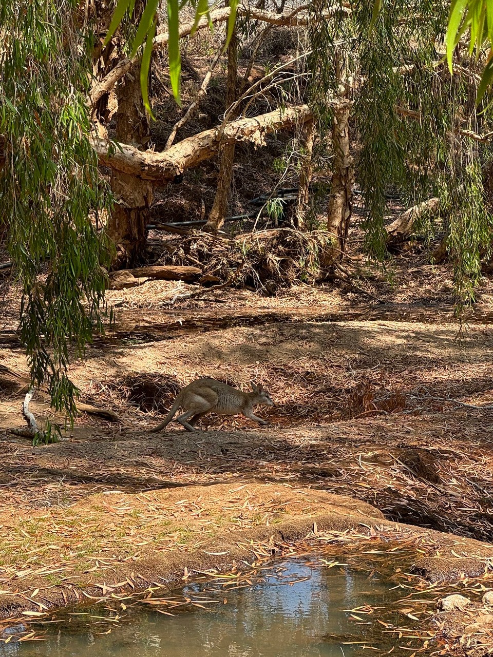 Australien - Forsayth - Wallaby🦘😍