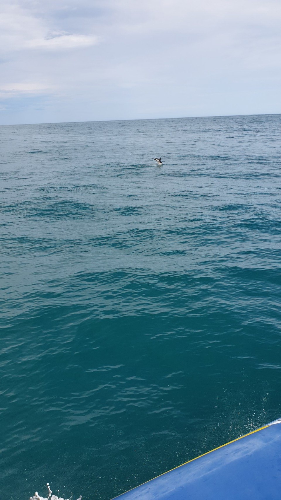 Neuseeland - Kaikoura - 