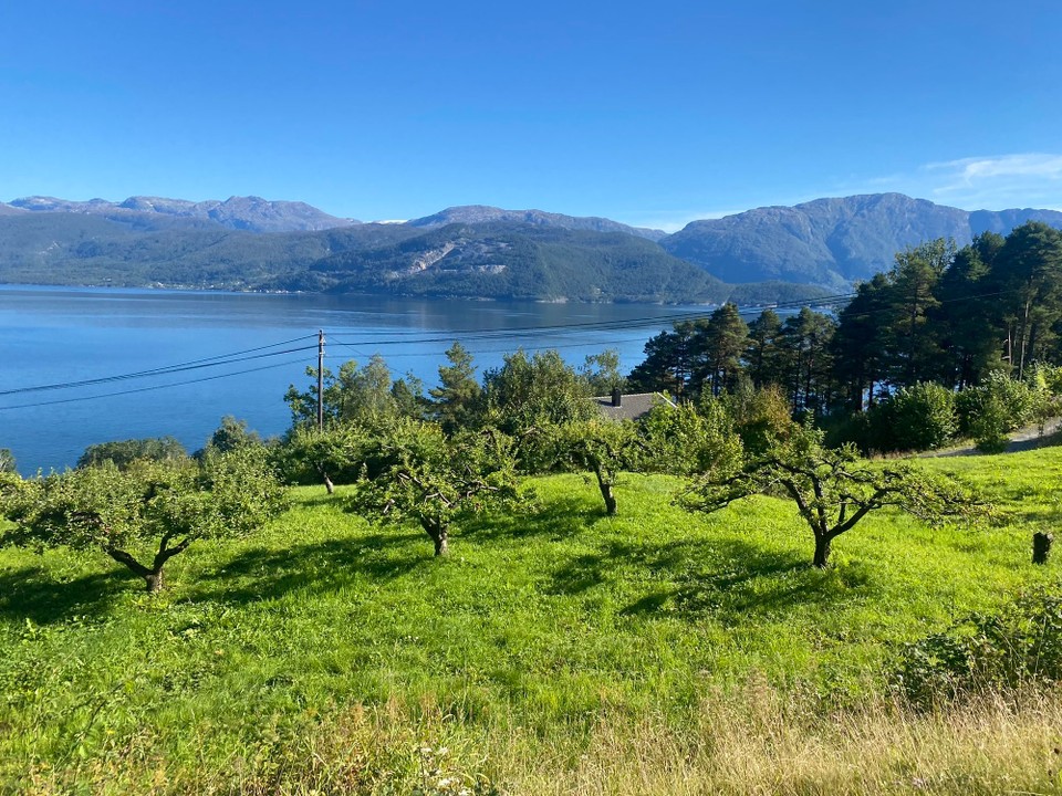 Norwegen - Odda - Das Hardangerfjord und auch das Eidfjord haben Für uns etwas Italienisches Flair  
Und bei solchem Wetter noch viel mehr. Viele Bauern leben hier von ihren Apfelbäume und Kirschbäumen. Verkaufen an der Straße ihr Obst und Saft in Kassen des Vertrauens. 

