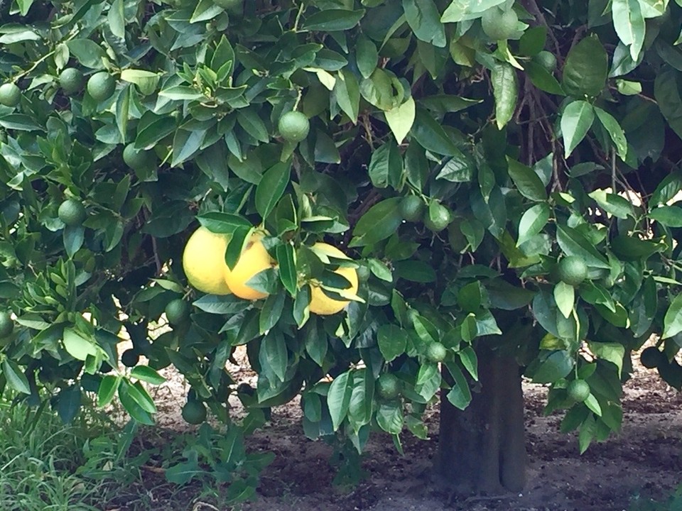 Südafrika - Robertson - Plantagen in Citrusdal