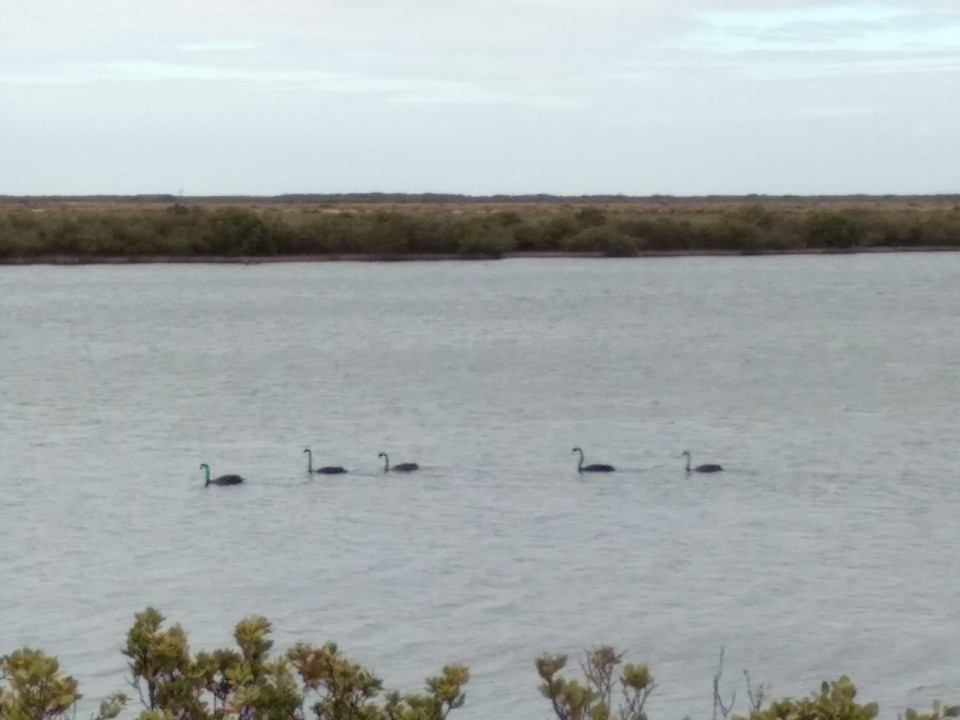 Australien - Port Pirie - schwarze Schwäne
