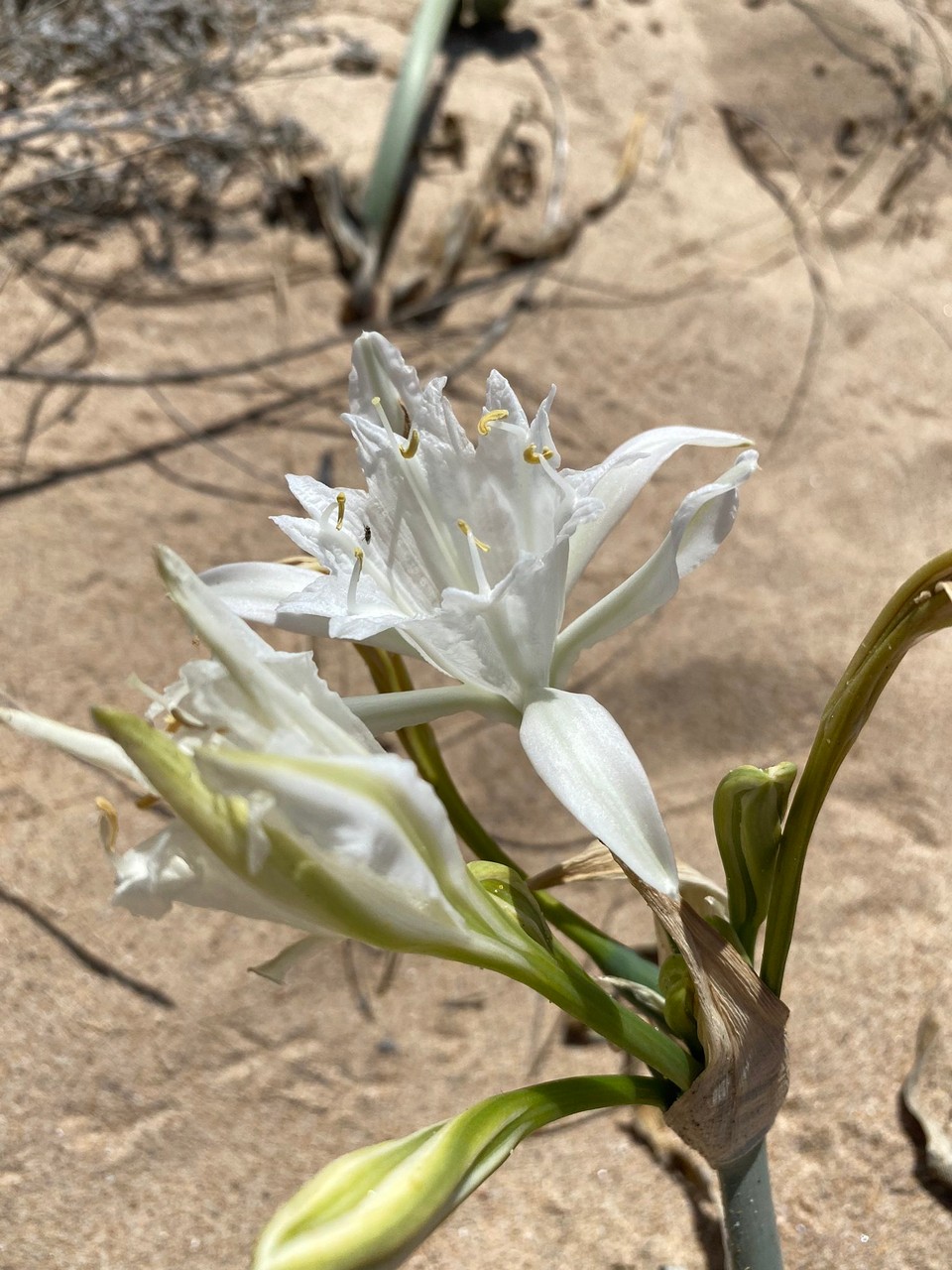 Portugal - Aljezur - 