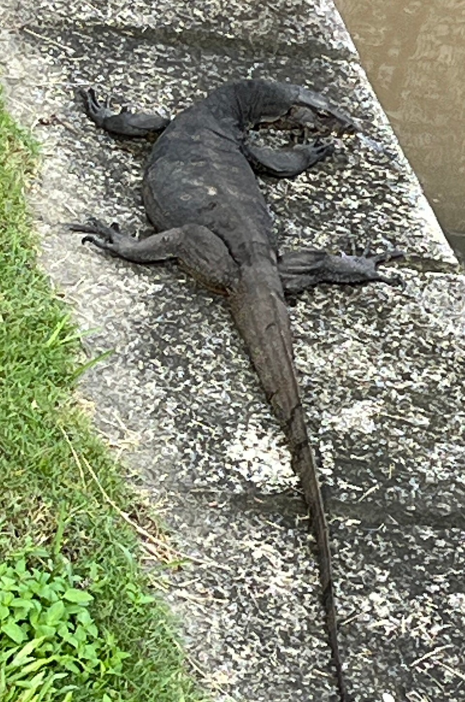 Singapur - Singapur - Leguan am Hotel