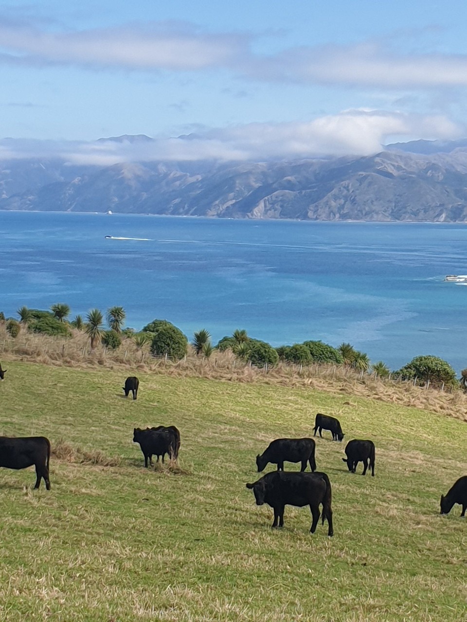 Neuseeland - Kaikoura - 