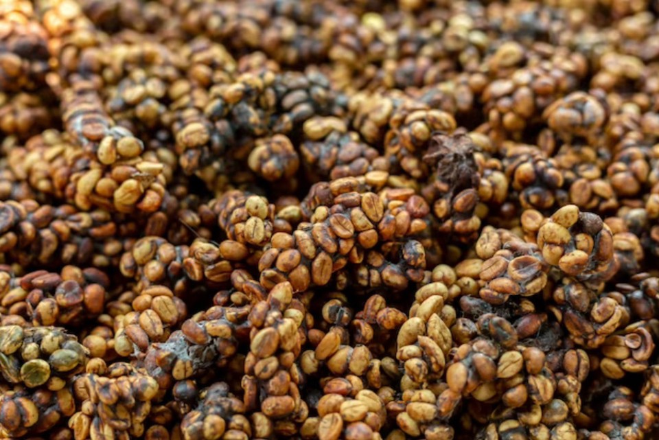 Indonesien - Bangli - Kopi Luwak - Der etwas andere Kaffee!
Dieser Kaffee wird auch als Katzenkaffee bezeichnet und gehört zu der Sorte „Luxuskaffee“. 
