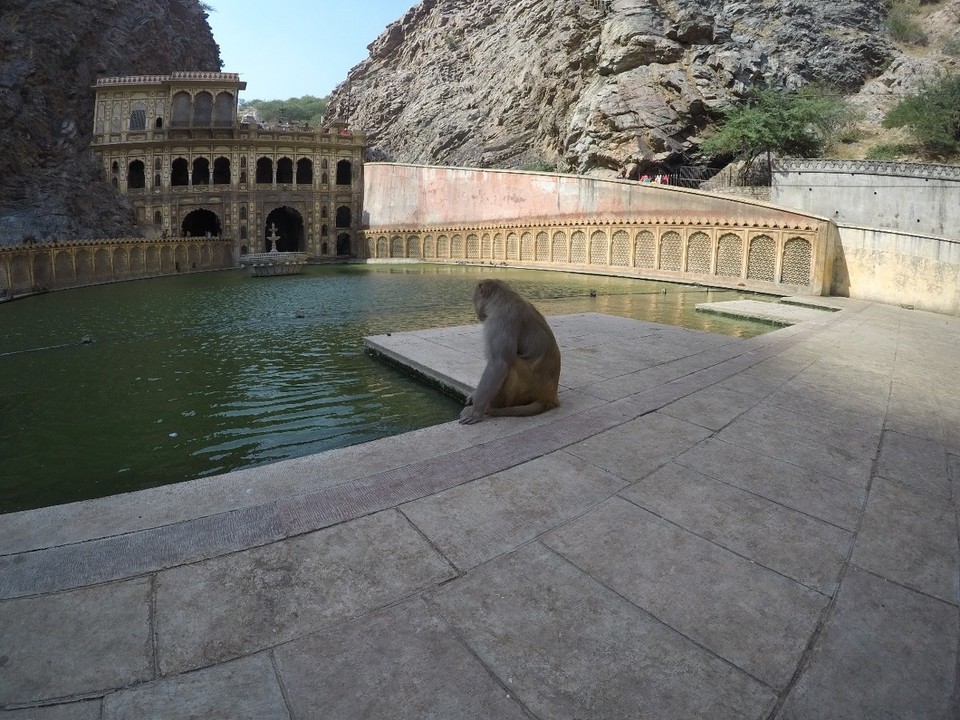 Indien - Jaipur - Hanuman-Monkey-Temple