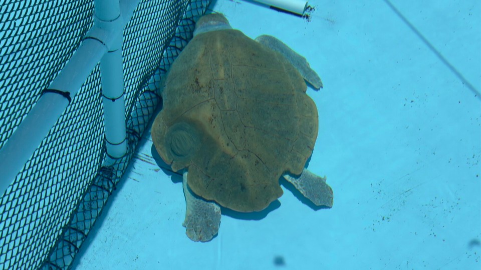 Vereinigte Staaten - Marathon - 