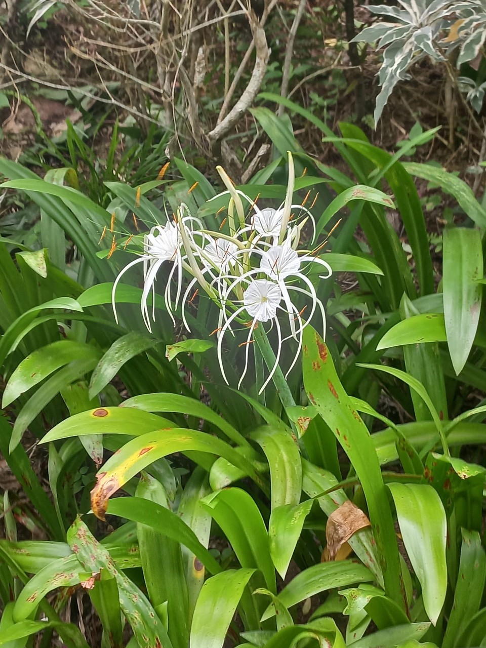 Singapur - unbekannt - 