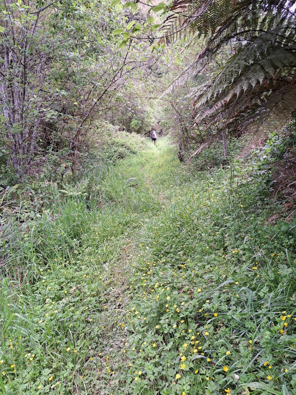 Neuseeland - Mangaokewa - 