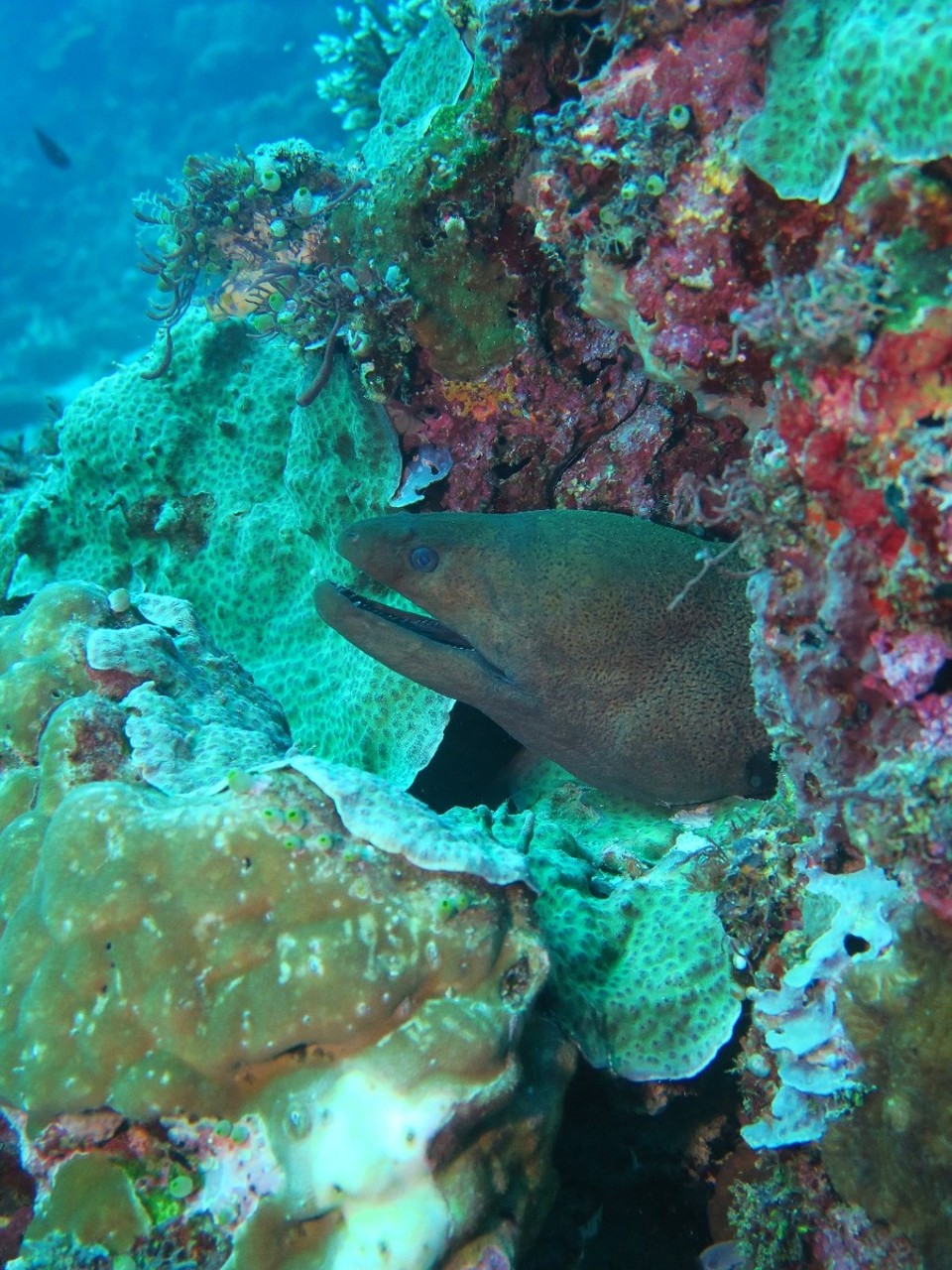 Indonesia - Komodo National Park - Javanaise