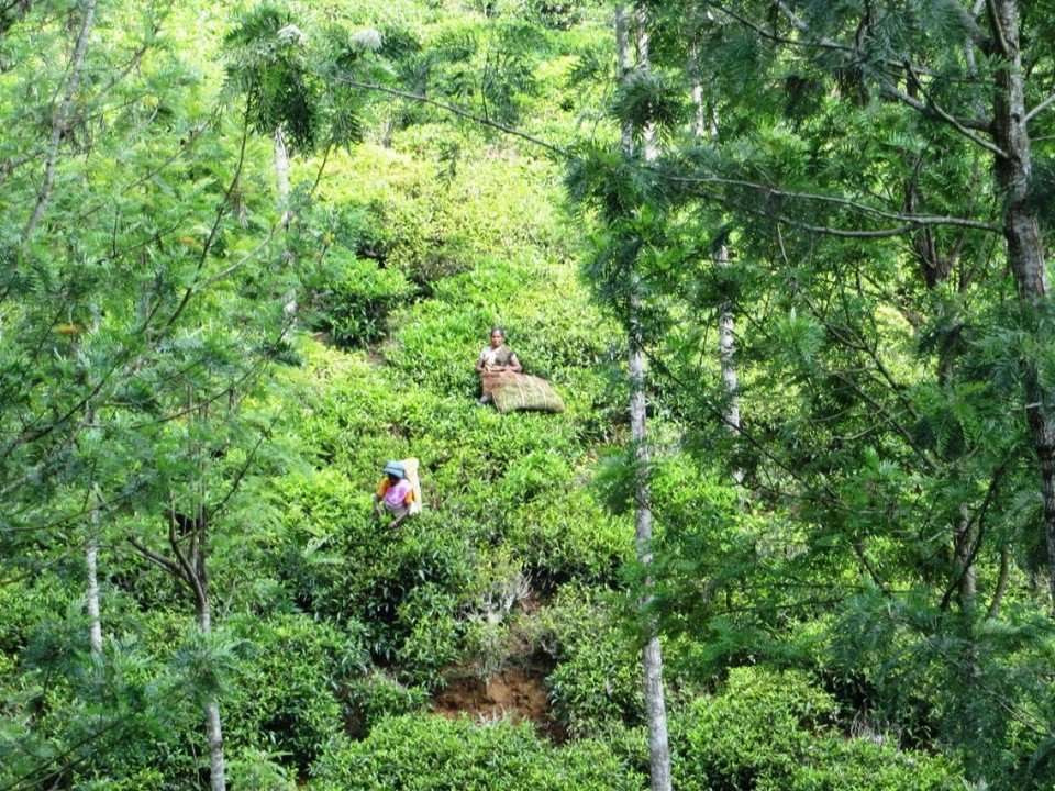 Indien - Coonoor - 