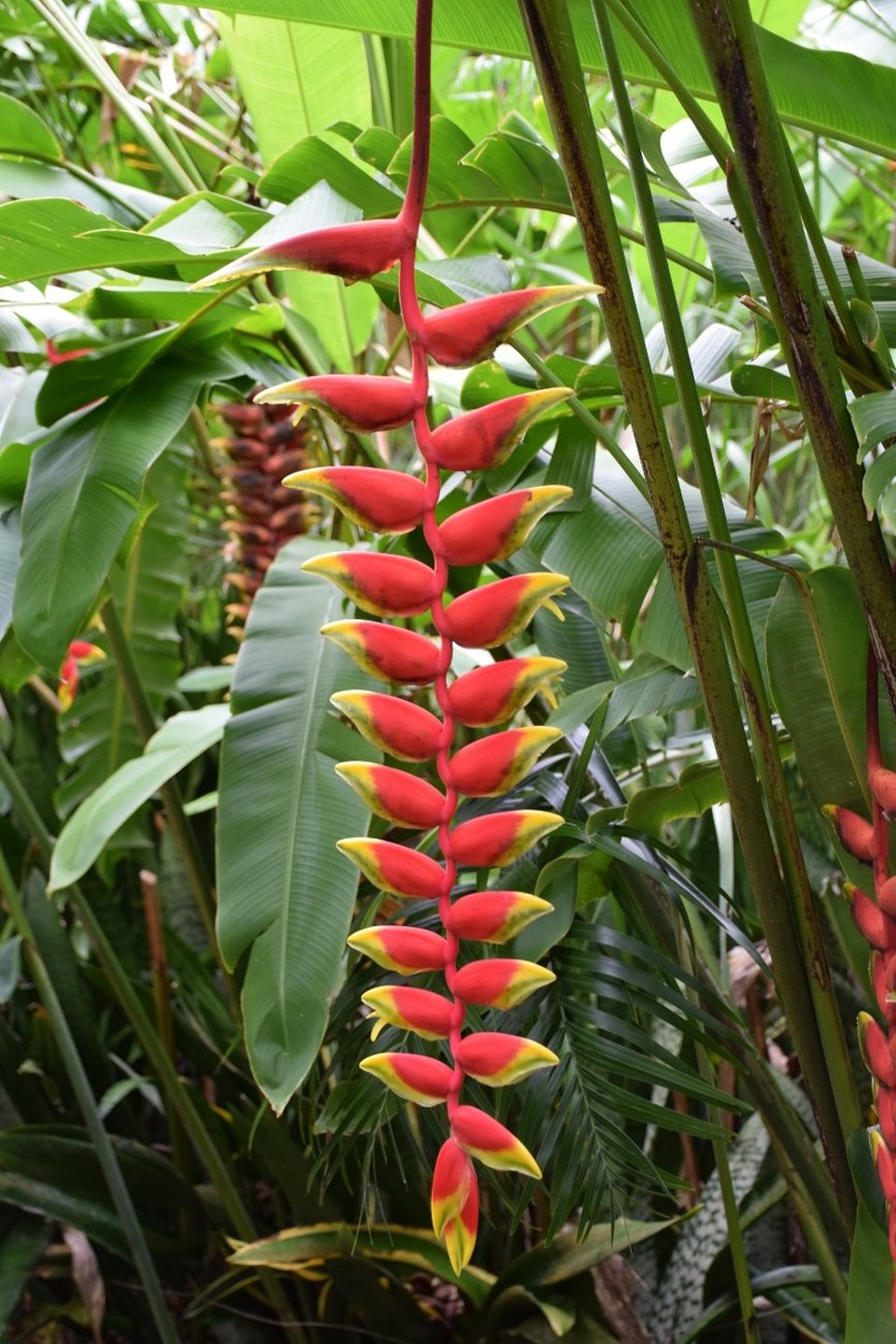 Cookinseln - Rarotonga - 