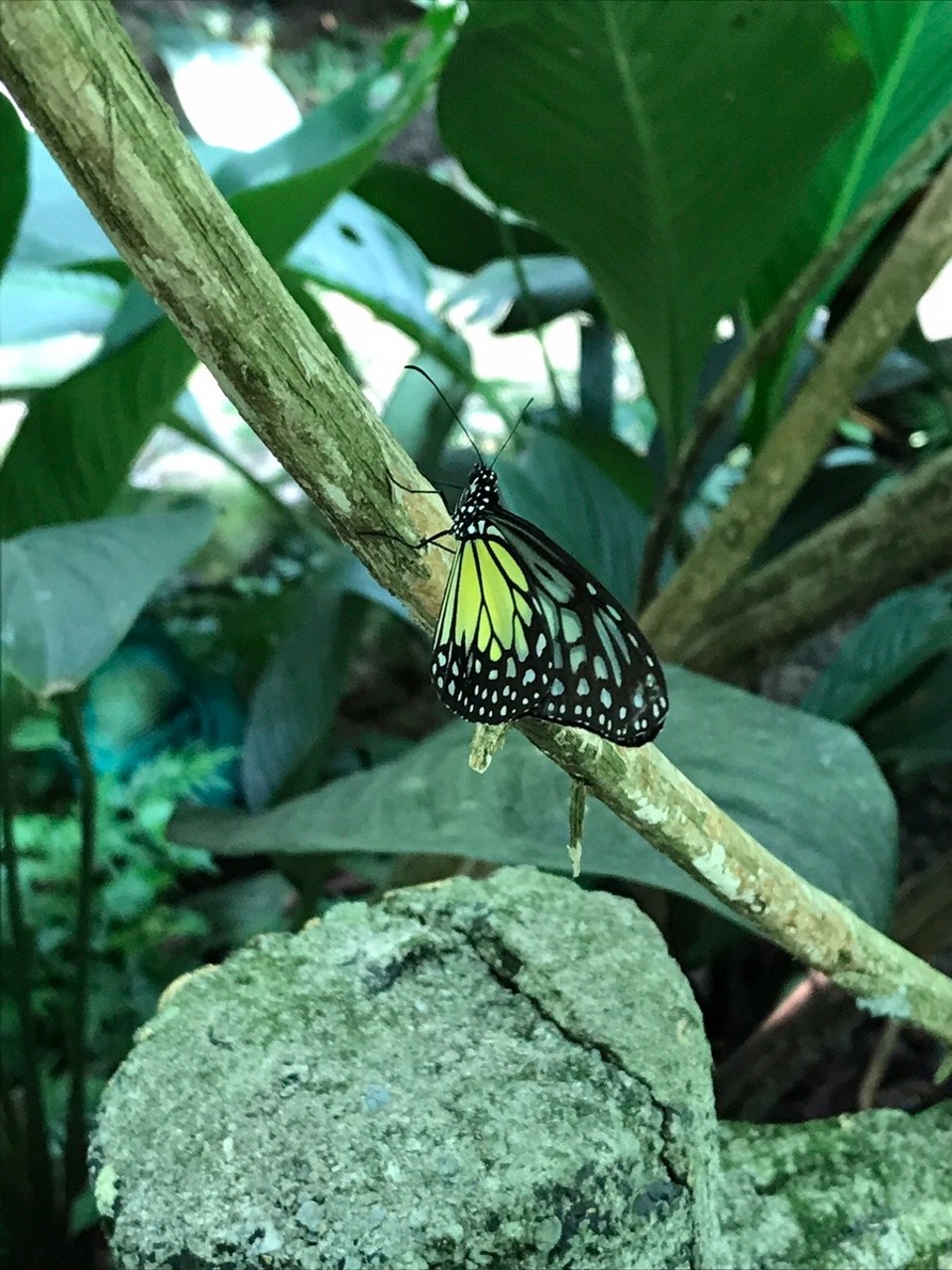Malaysia - Kuala Lumpur - No filters, just natural beauty