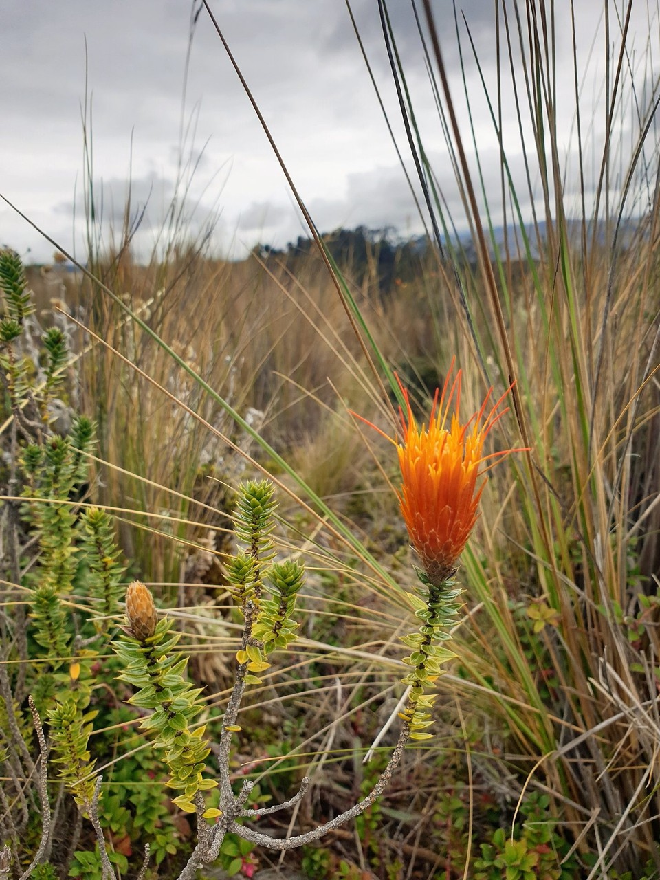 Ecuador - Quilotoa Lake - A flame flower