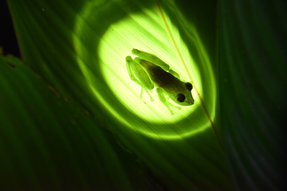 Costa Rica - La Fortuna - Deshalb hat er seinen Namen, wenn man ihn von hinten anleuchtete kann man sein Skelett sehen.