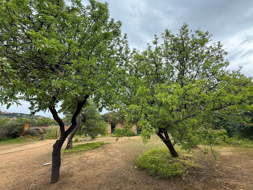 Italien - Marsala - Mandelbäume