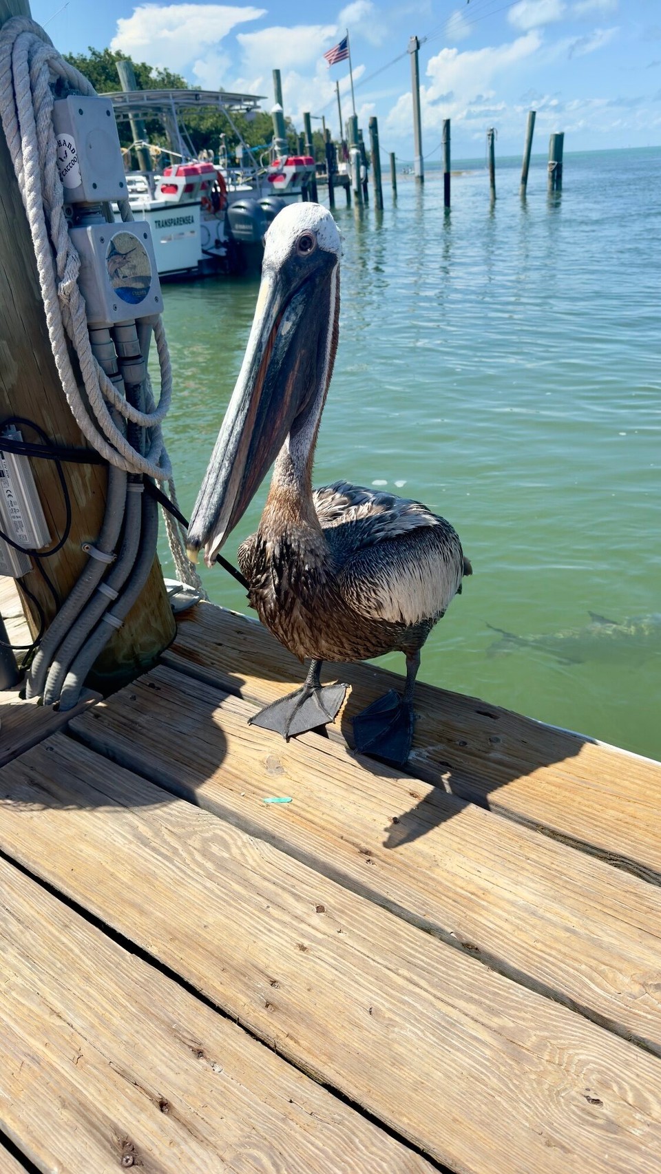 Vereinigte Staaten - Marathon - Fremde Besucher