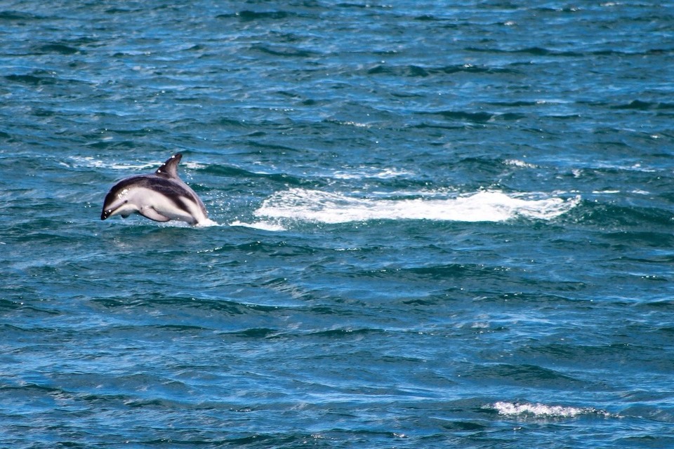 Neuseeland - Kaikoura Peninsula - 