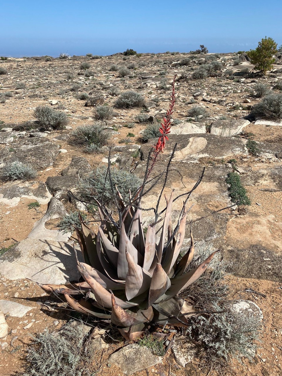 Oman -  - Hier blüht auch was