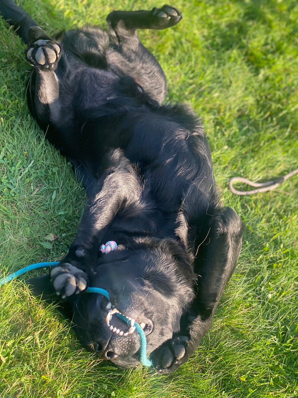 Norwegen - Eikelandsosen - Und vorm Schlafengehen darf wieder getobt werden … die 3 Fellkinder find brave CampingDog’s ❤️💙🤍