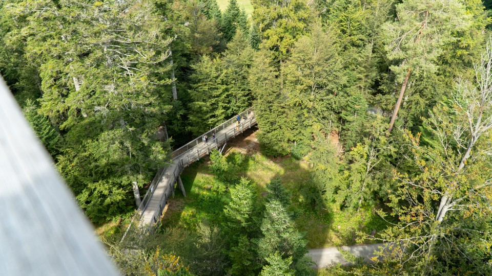 Deutschland - Bad Wildbad - Der Baumwipfelpfad von oben