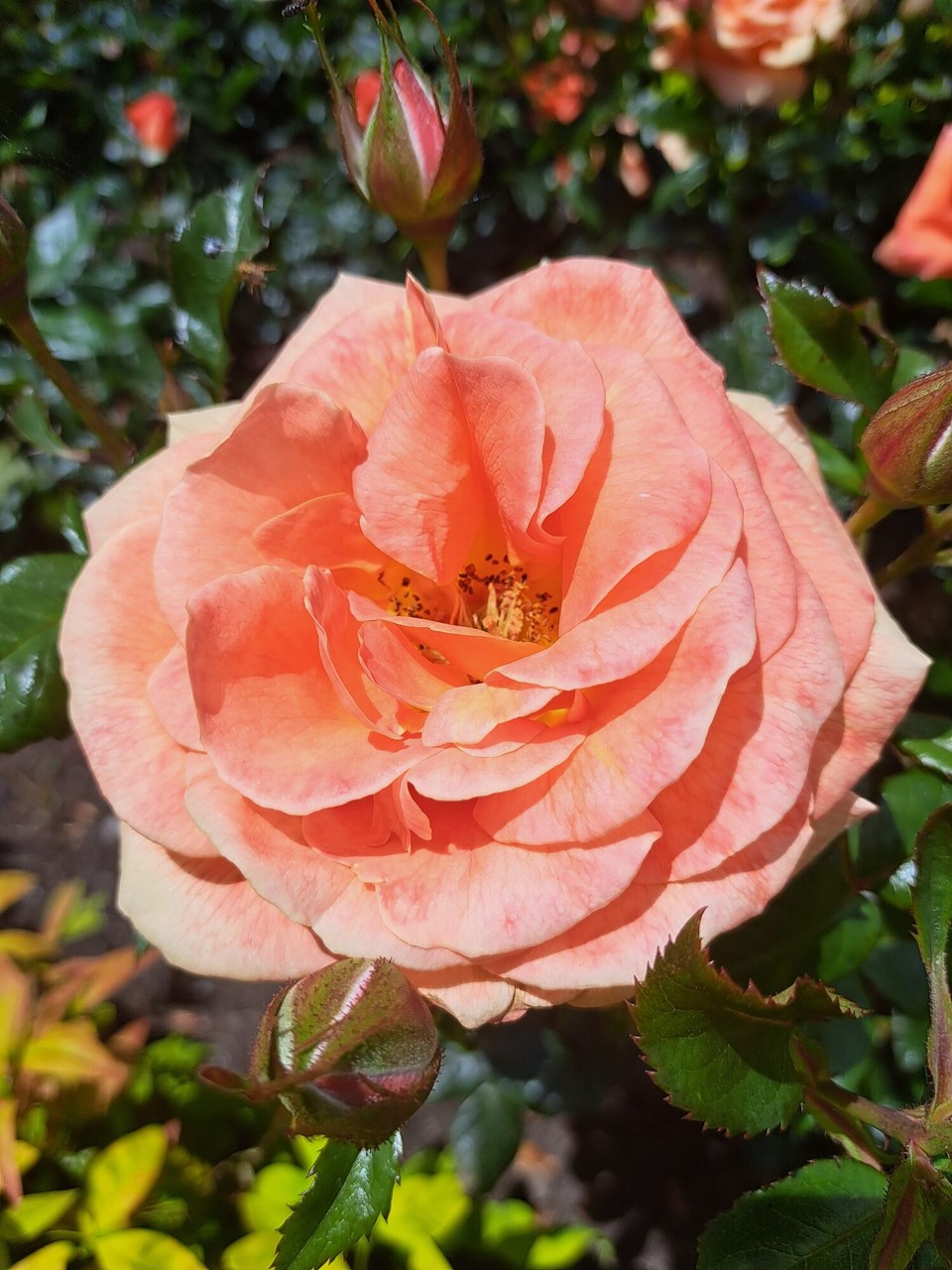 Neuseeland - Palmerston North - 