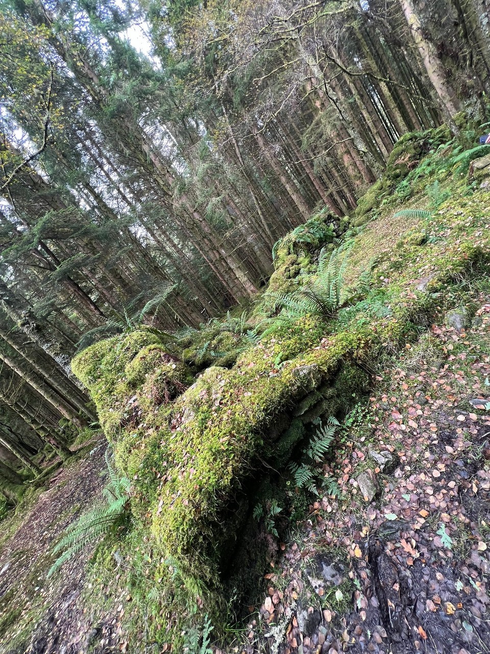 Vereinigtes Königreich - Stirling - Die Natur holt sich alles wieder. 